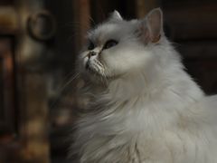 -喵屿·大理花园猫咖