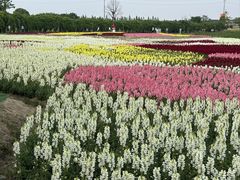 -杭州湾海上花田景区