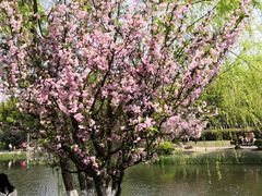 -花溪公园