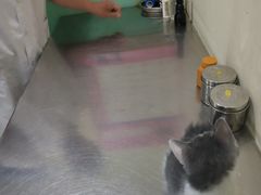 -米苏动物医院·犬猫专科·骨科外科内窥镜
