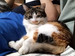 -瑞派动物医院·绝育·犬猫全科·预防医学(光景江南中店)