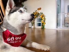 -Husky Go! 哈士奇体验馆·宠物咖啡厅狗咖