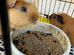 -老·贝尔杂碎馆