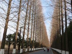 -黄海国家森林公园