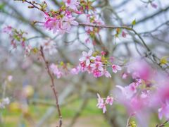 -天适樱花悠乐园