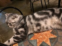 -猫猫幼稚园·撸猫·桌游·电玩