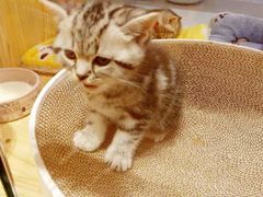 -屋虎猫馆(宝安大仟里店)