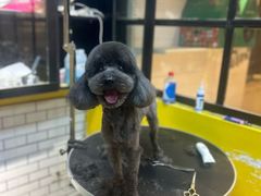 -西元前宠物酒店(郑庄府邸店)