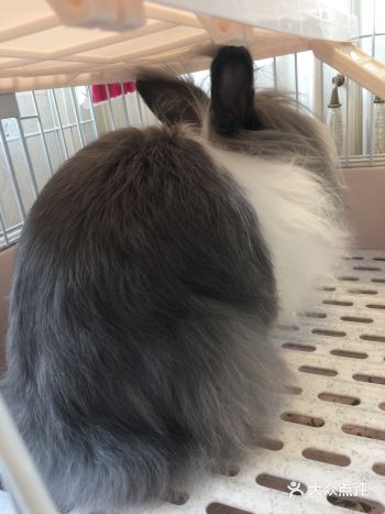 新兔粮糟嫌弃，生气了，哄不好那种