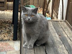 -喵屿·大理花园猫咖