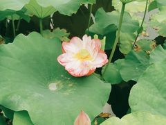 -陈家山荷花公园