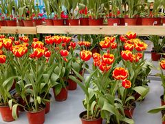 android_upload_pic-荷兰花海