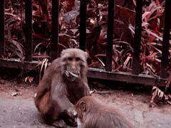 -黔灵山公园