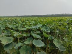 -西青郊野公园