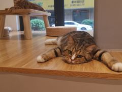 -啵啵喵·猫咖(攀华国际店)