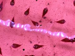 -华声天桥民俗文化园