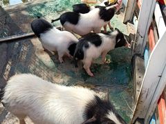 -灵玲国际马戏城