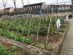 -上海崇明金茂凯悦酒店