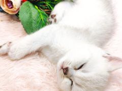 -十年猫舍·猫咪专门店(普陀店)