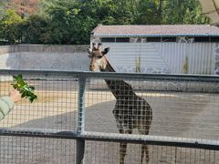 -泉州海丝野生动物世界