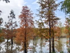 -上海长兴岛郊野公园