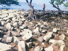 -宝安西湾红树林湿地公园