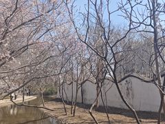 -桃花堤公园