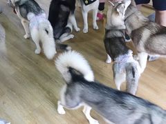 -Husky Go! 哈士奇体验馆·宠物咖啡厅狗咖
