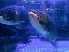 -姜君·千岛湖鱼头馆(浦东大道店)