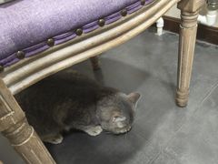 -宠爱国际动物医院·消化内科·心肾内科·ISFM猫友好(望京店)