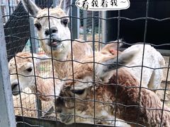 -意大利农场度假村