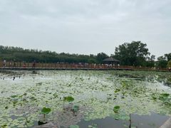 -大湾区中央湿地公园