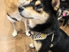 -柴犬小屋·柴餐厅·狗咖食堂(金鼎广场店)