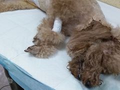 -安安宠医·安宠宠物医院