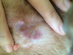 -中农大我爱我爱24h动物医院·中医针灸·猫专科·骨科医疗中心(双井店)