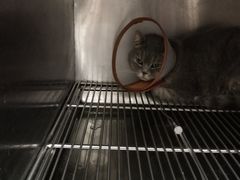 -爱侣宠医·鹦鹉专科·小型哺乳类·异宠专科(灵石路店)