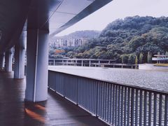 -银湖山郊野公园-相思林