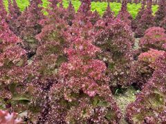 -中国天府农业博览园