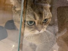 -藏猫猫咖啡主题馆(中央大道店)