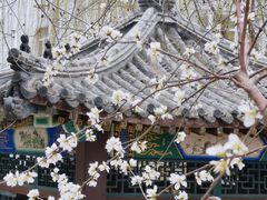 -桃花堤公园