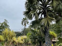 -中国科学院西双版纳热带植物园