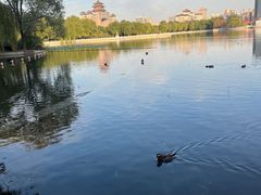 -莲花池公园