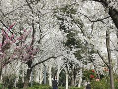 -武汉大学-樱园