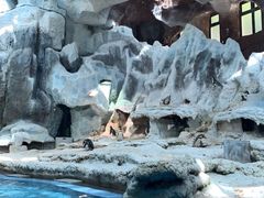 -帝企鹅自助餐厅•儿童岛•真企鹅(长隆企鹅酒店)