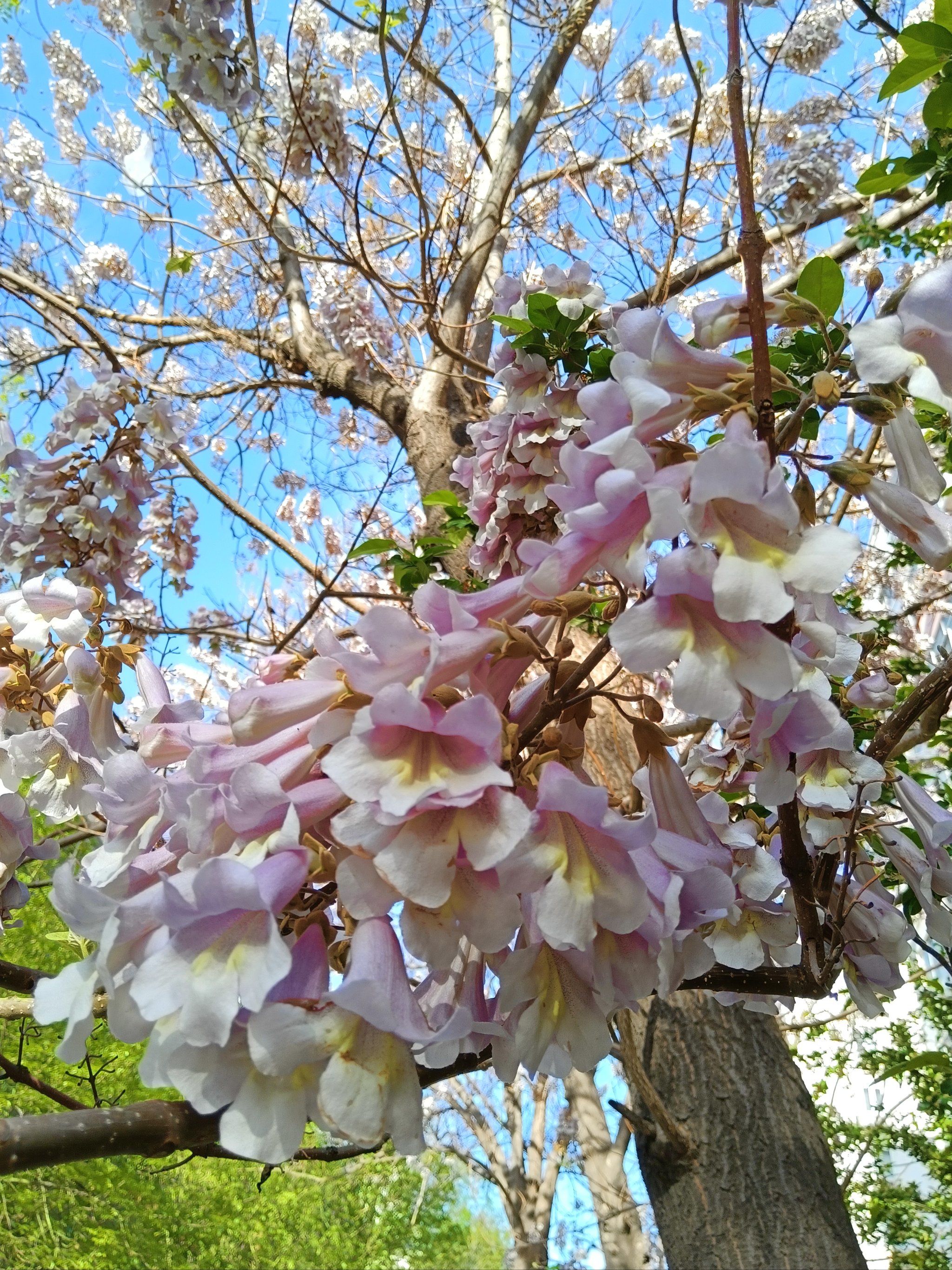 梧桐花海