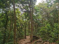 -梧桐山风景名胜区