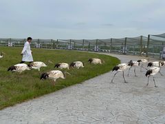 -盐城丹顶鹤湿地生态旅游区