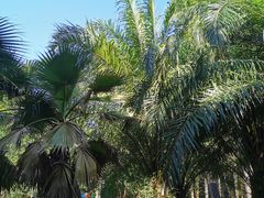 -金山植物公园