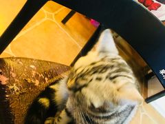 -李小姐の猫咖啡馆(五角场店)