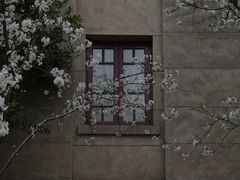 -武汉大学-樱园